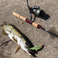 ノーザンパイクの釣果