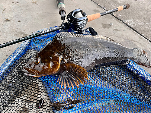 アイナメの釣果