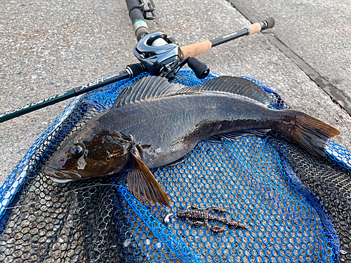 アイナメの釣果