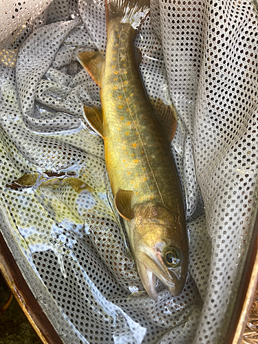 イワナの釣果