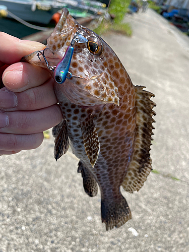 オオモンハタの釣果