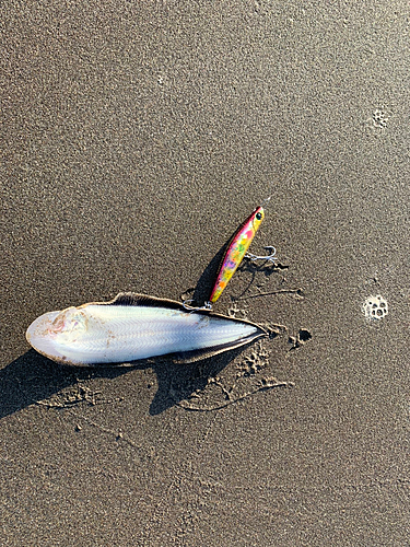 シタビラメの釣果