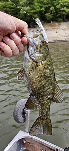 スモールマウスバスの釣果