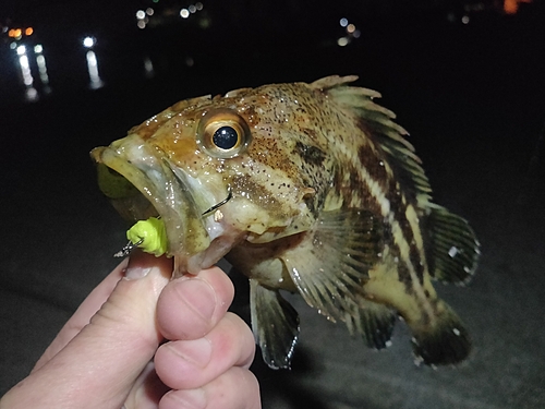 ムラソイの釣果