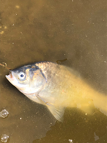 ヘラブナの釣果