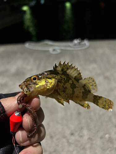 タケノコメバルの釣果