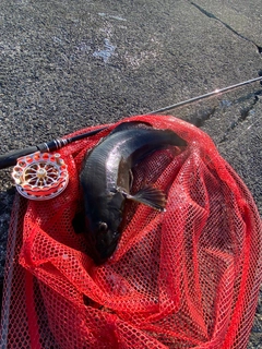 アブラコの釣果