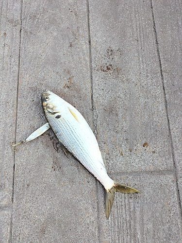 コノシロの釣果