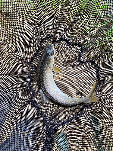 アメマスの釣果