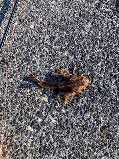 ギスカジカの釣果