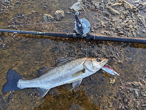 セイゴ（マルスズキ）の釣果