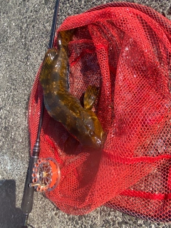 アブラコの釣果