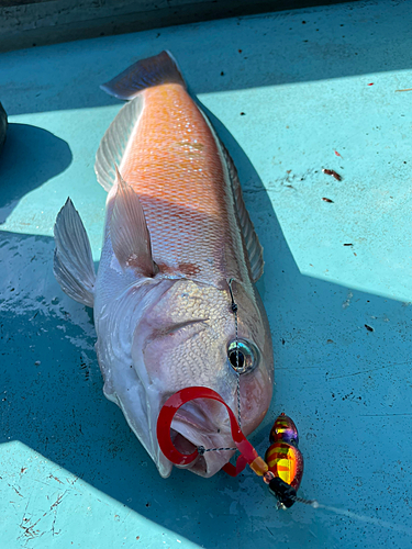 シロアマダイの釣果