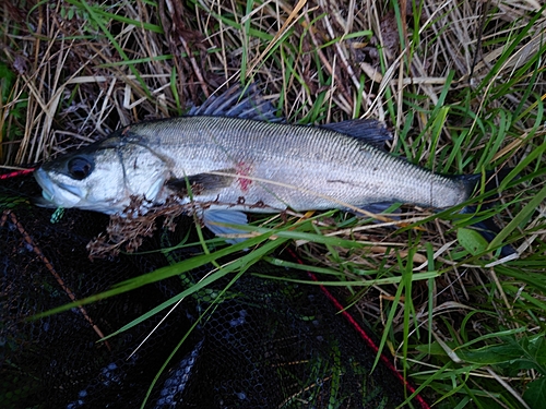 釣果