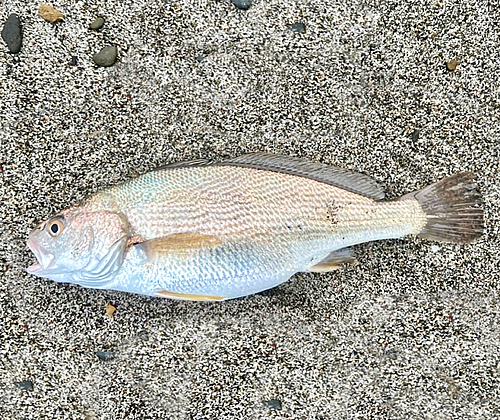 イシモチの釣果