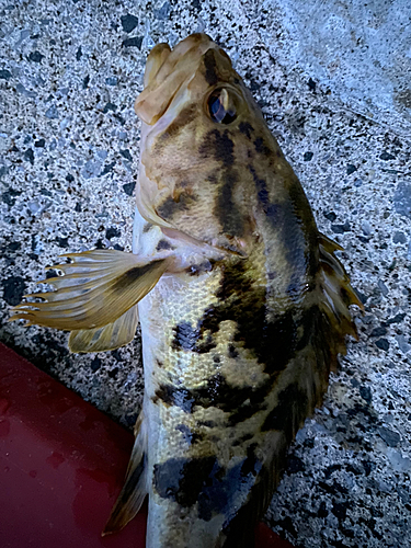 タケノコメバルの釣果