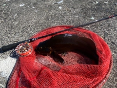 アブラコの釣果