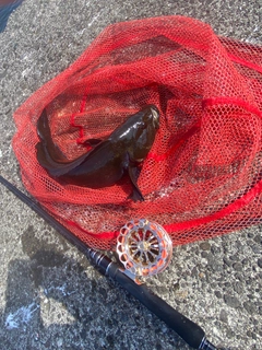 アブラコの釣果