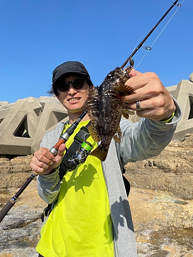 アラカブの釣果