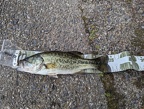 ブラックバスの釣果