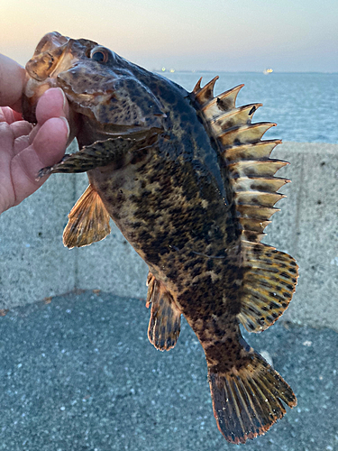 タケノコメバルの釣果