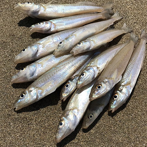 キスの釣果