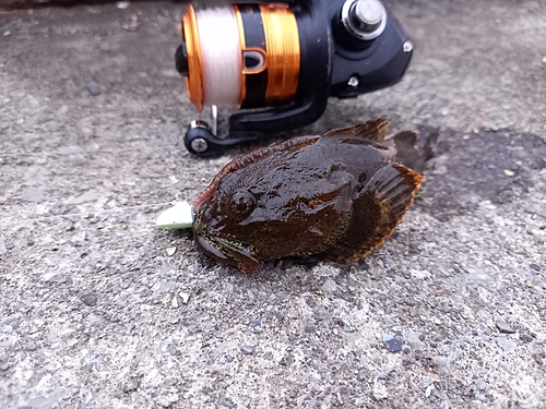 カジカの釣果