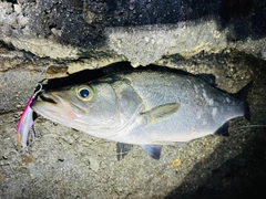 ヒラスズキの釣果