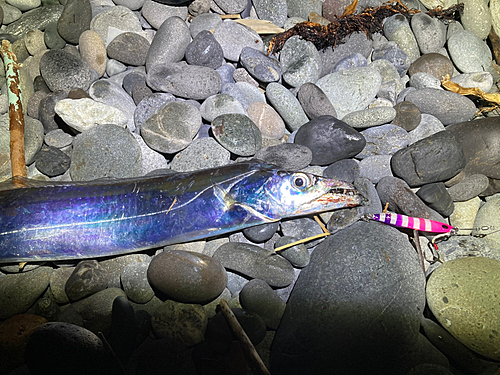 タチウオの釣果