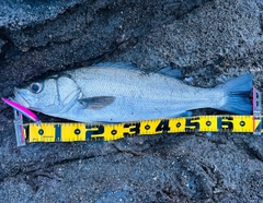 ヒラスズキの釣果