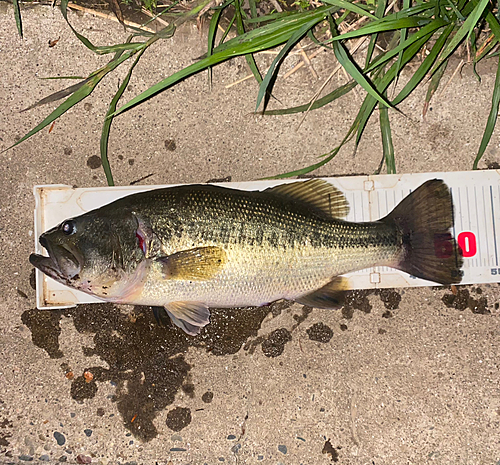 ブラックバスの釣果