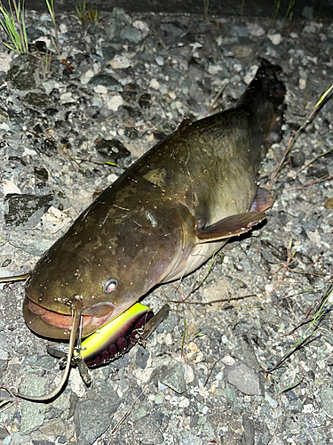 ナマズの釣果