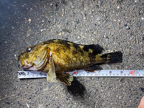 タケノコメバルの釣果