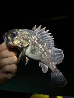 クロソイの釣果