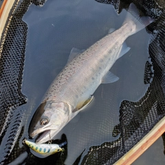 アマゴの釣果