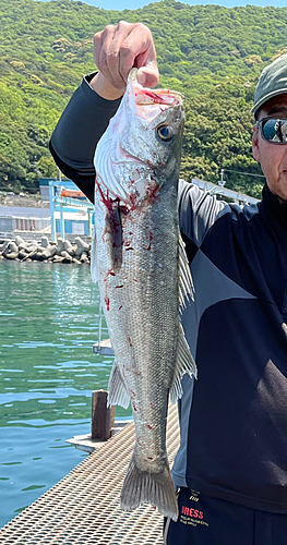 タイリクスズキの釣果