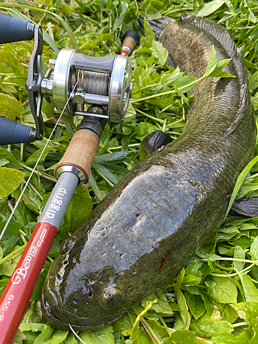 ライギョの釣果