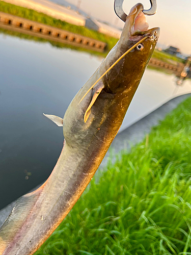 ナマズの釣果