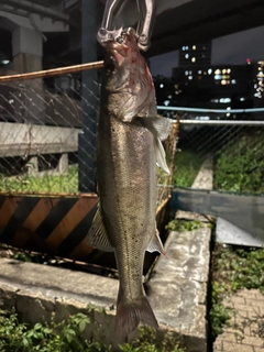 スズキの釣果