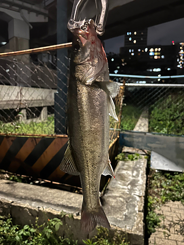 スズキの釣果