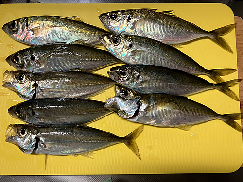 アジの釣果