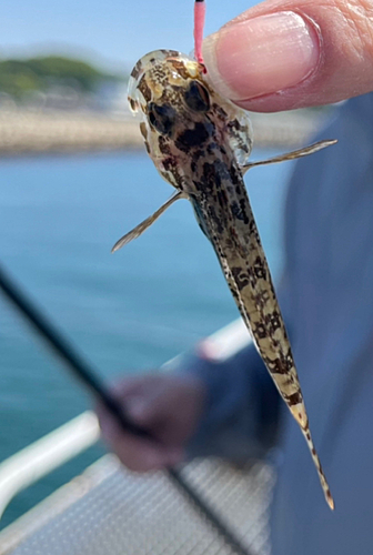 マハゼの釣果