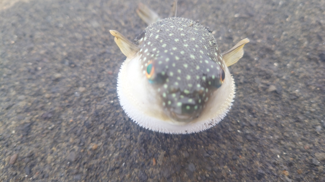 クチブトグレ