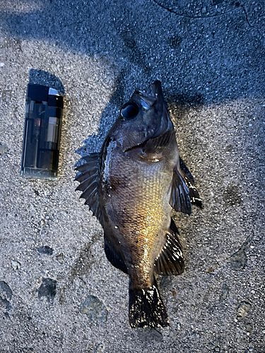 クロメバルの釣果