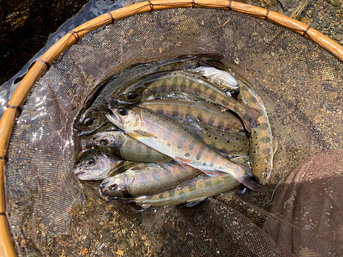 ヤマメの釣果