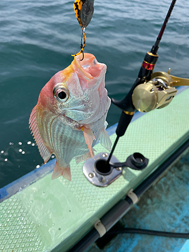 レンコダイの釣果