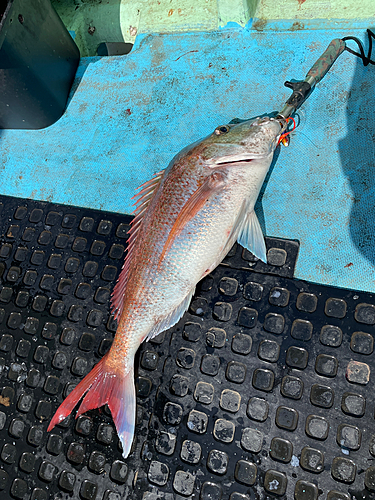 タイの釣果