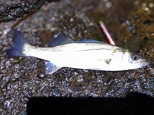 セイゴ（マルスズキ）の釣果