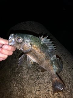 クロメバルの釣果