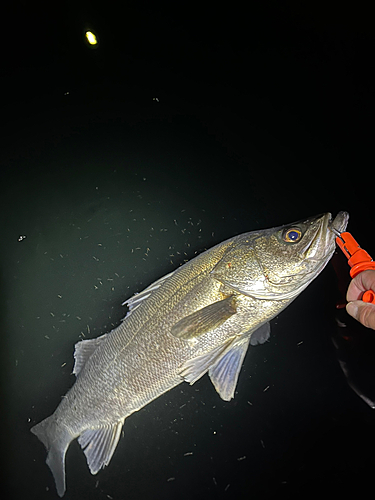 セイゴ（マルスズキ）の釣果